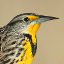 meadowlark